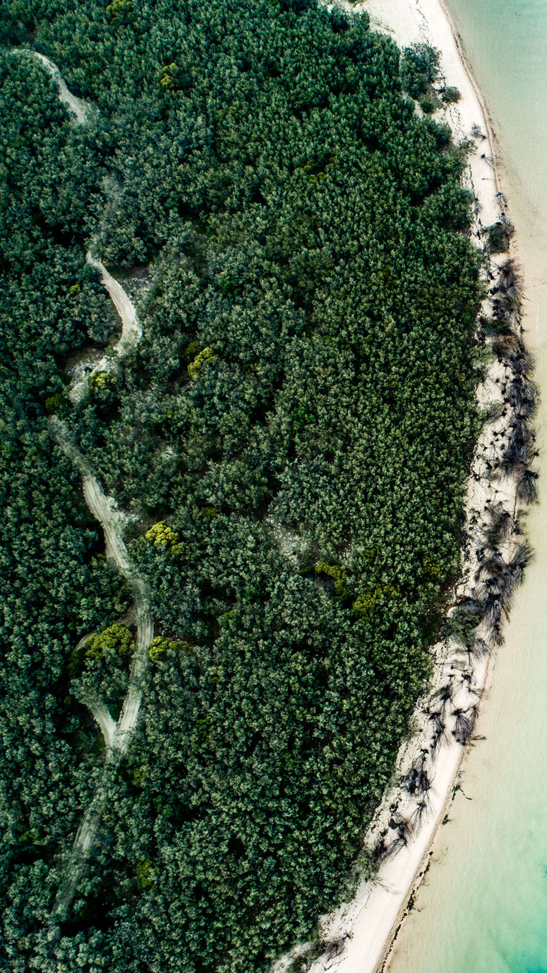 Aerial view of turquoise water and coastal vegetation.