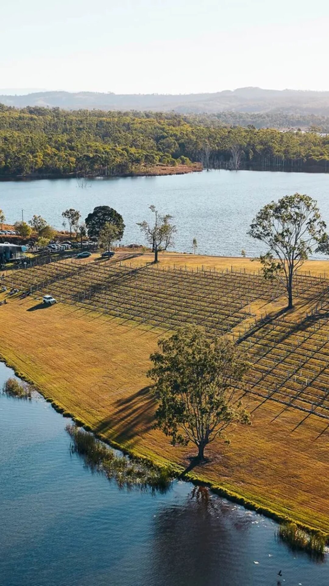 Overflow Estate 1895 vineyard and Lake Wyaralong from above.