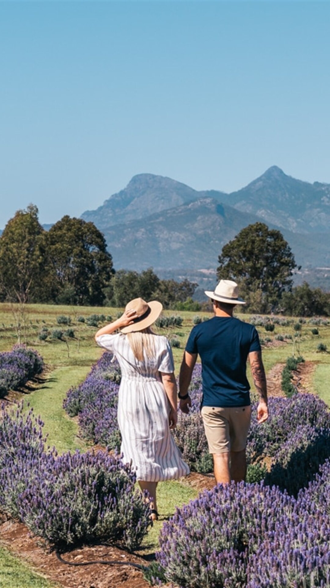 Guests walking through the lavender fields at Kooroomba.
