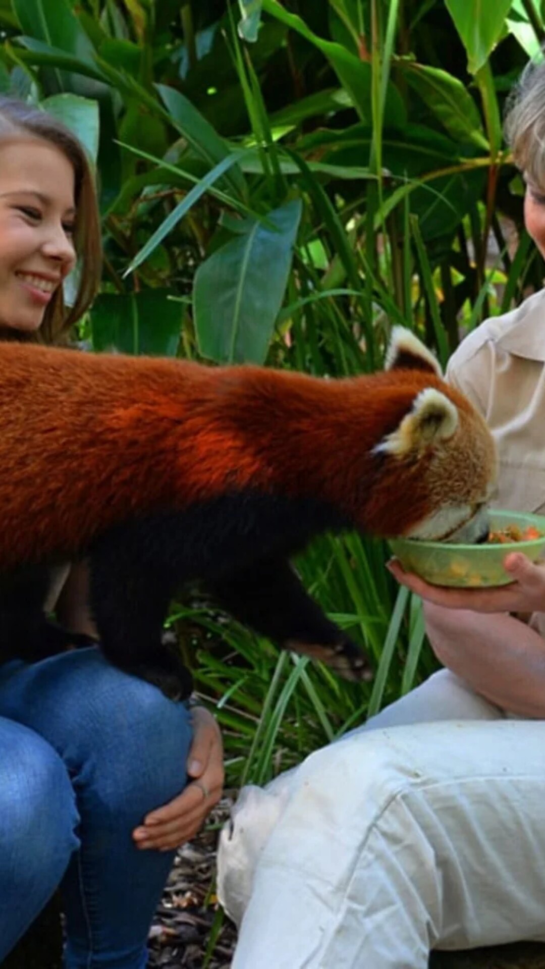 Red panda encounter at Australia Zoo.
