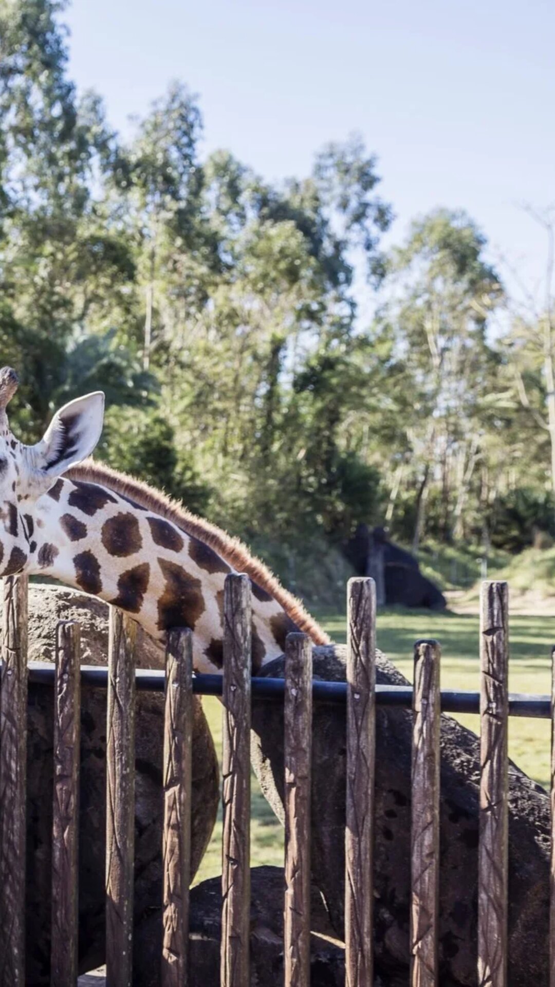Guests feeding a giraffe at Australia Zoo.