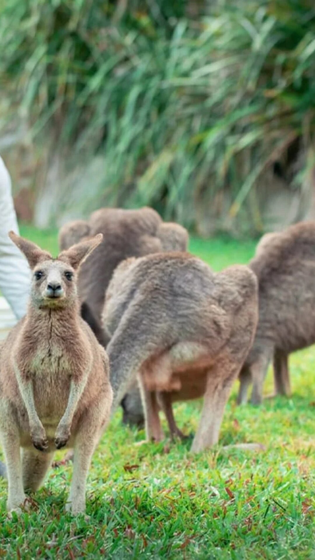 Kangaroo and wallaby encounter at Australia Zoo.