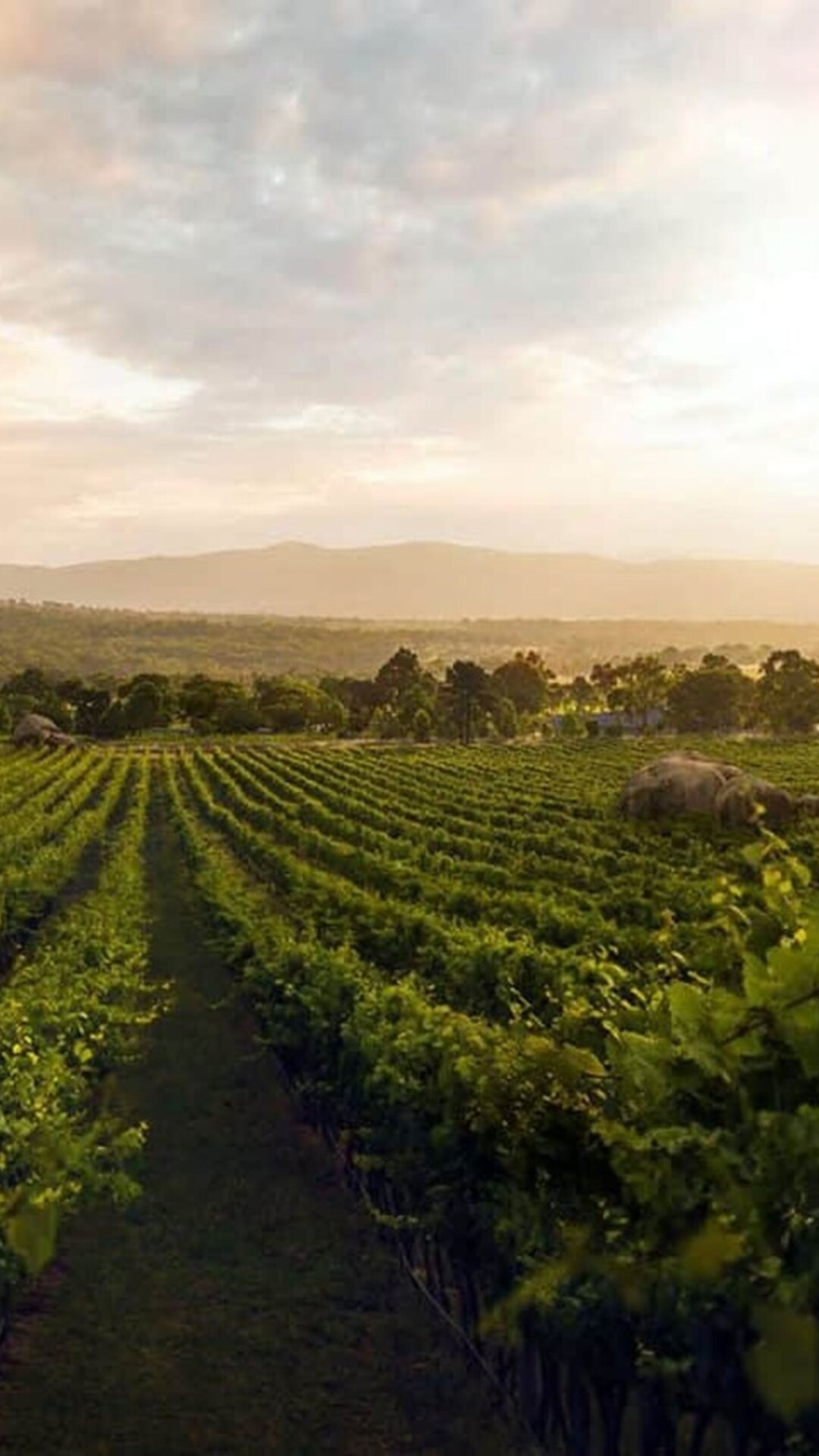 Sirromet vineyard rows in golden light.