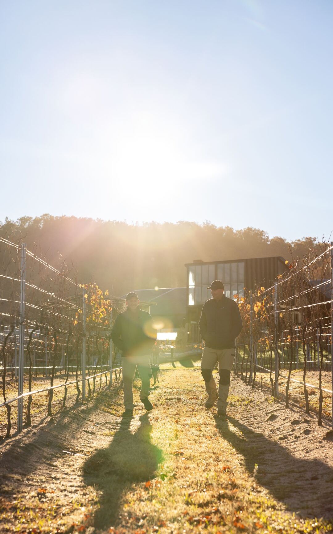 Golden light through the vines at Meteora Vineyard in the Granite Belt.