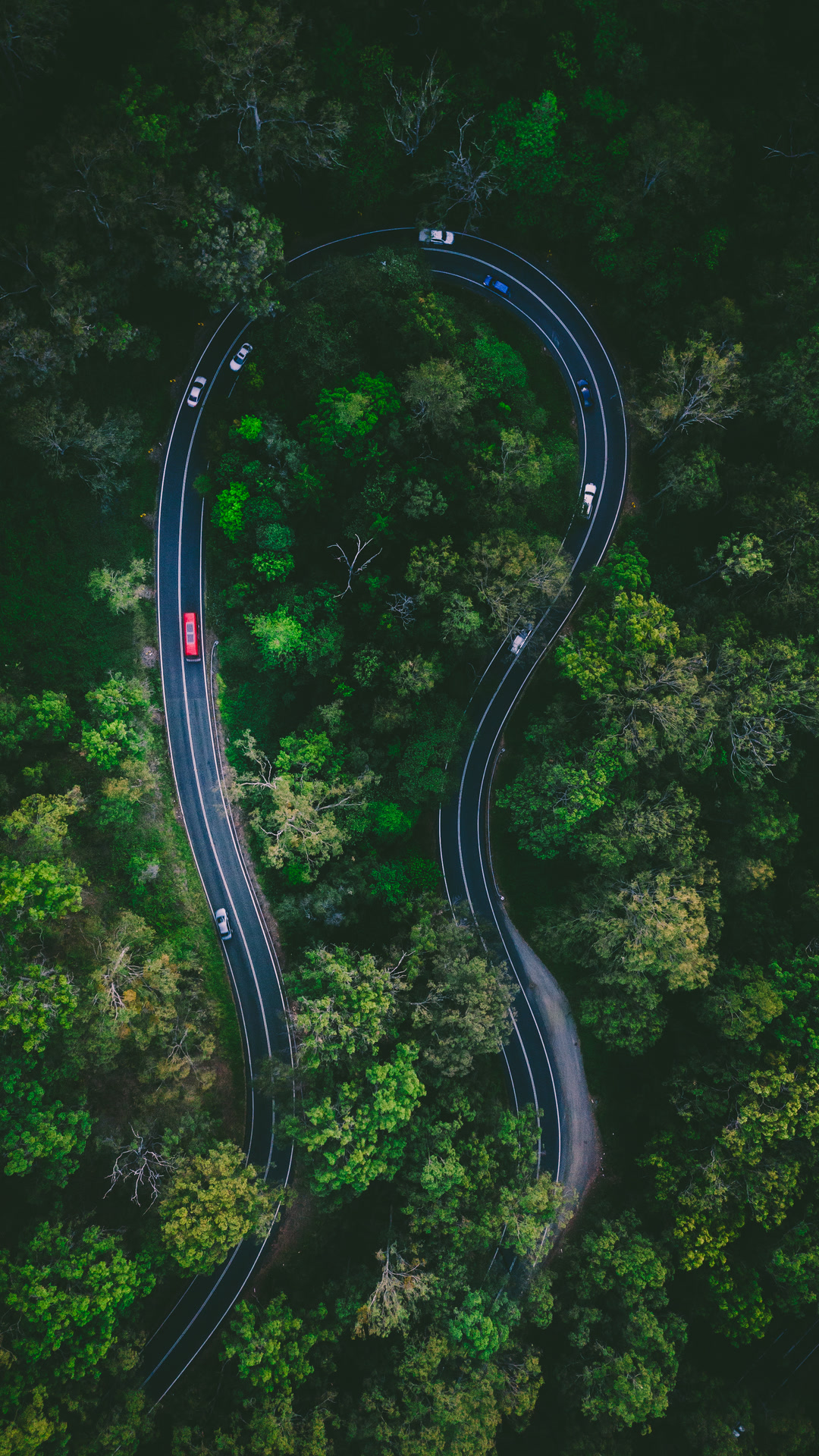 Aerial view of a winding road through dense rainforest.