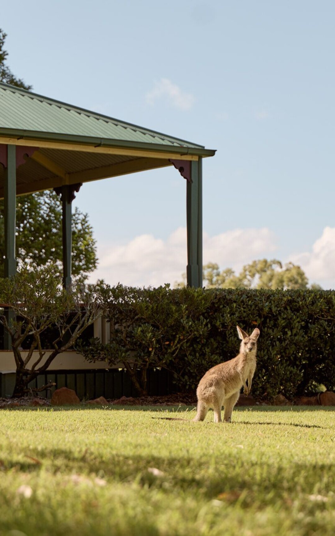 Heritage cottage and kangaroo at Spicers Hidden Vale.