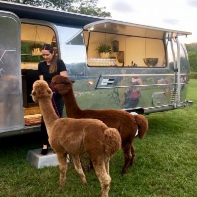 Alpacas