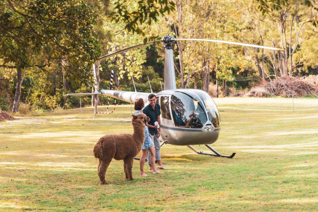 O'Reillys Canungra Valley and Alpaca Farm Mount View