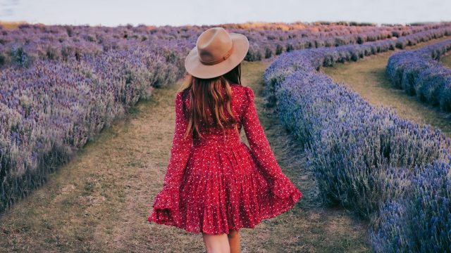 Sirromet a woman enjoys a walk through the lavender grove at Sirromet Wines
