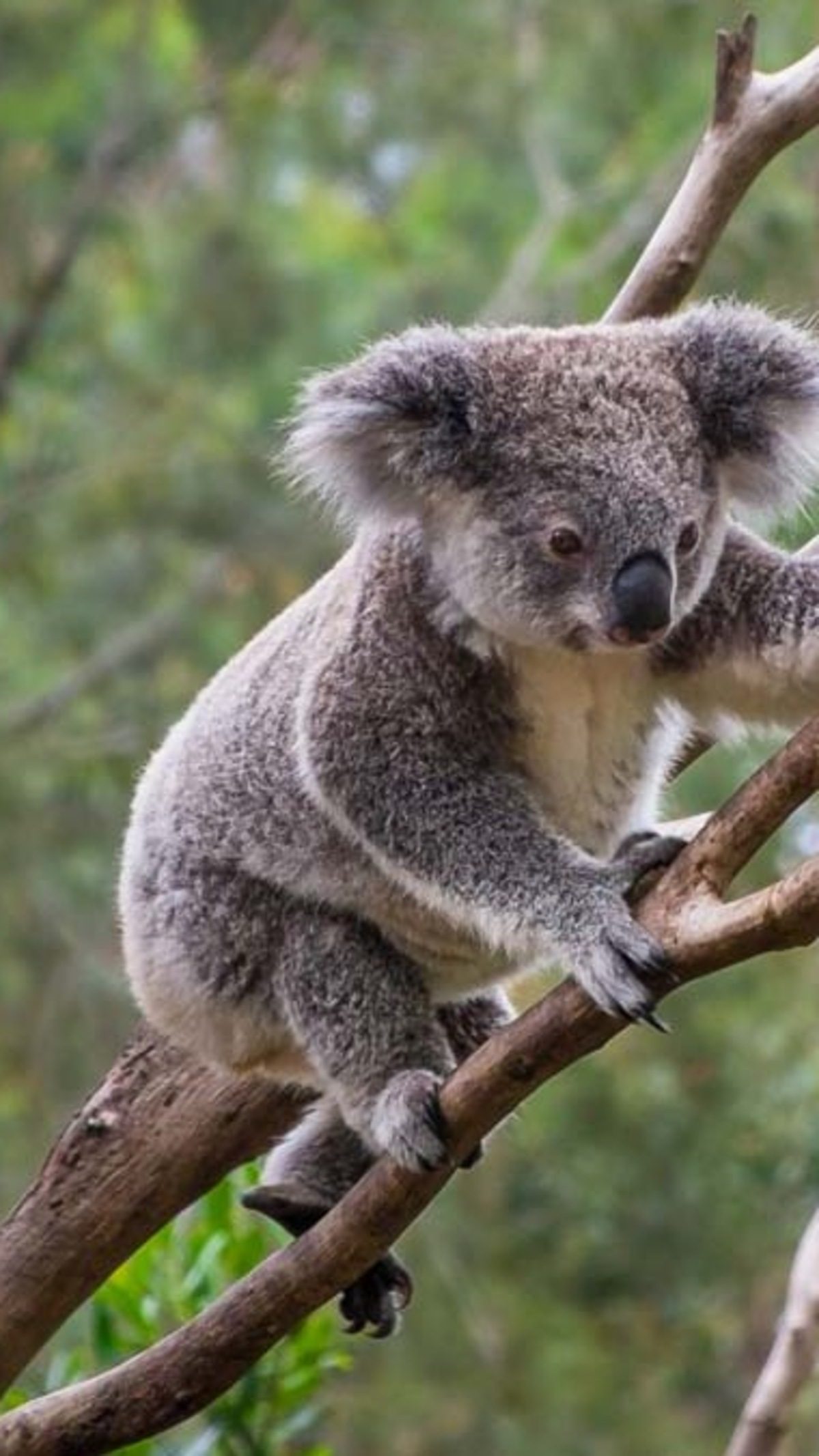 Koala resting on a branch in the Scenic Rim.