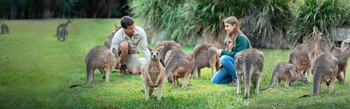Australia Zoo kangaroo and wallaby encounter