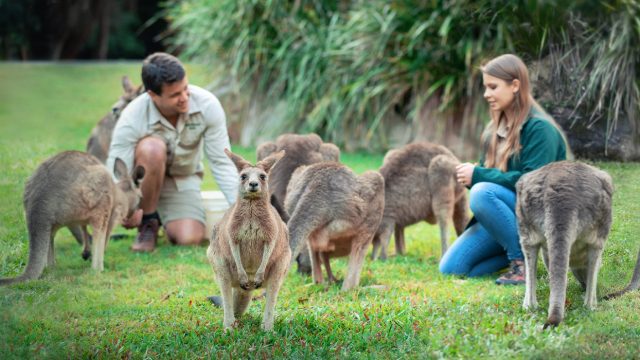 6488_encounter_roo_wallabies_website_banneraz-desktop-hp-image-2240x700-1 6488_encounter_roo_wallabies_website_banneraz-desktop-hp-image-2240x700-1