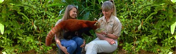 Australia Zoo red panda encounter