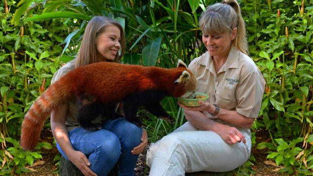experiences-animal-encounters-rascally-red-panda-encounter2240x700-2048x640 experiences-animal-encounters-rascally-red-panda-encounter2240x700-2048x640
