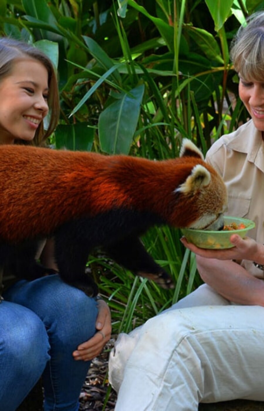 Red panda encounter at Australia Zoo.
