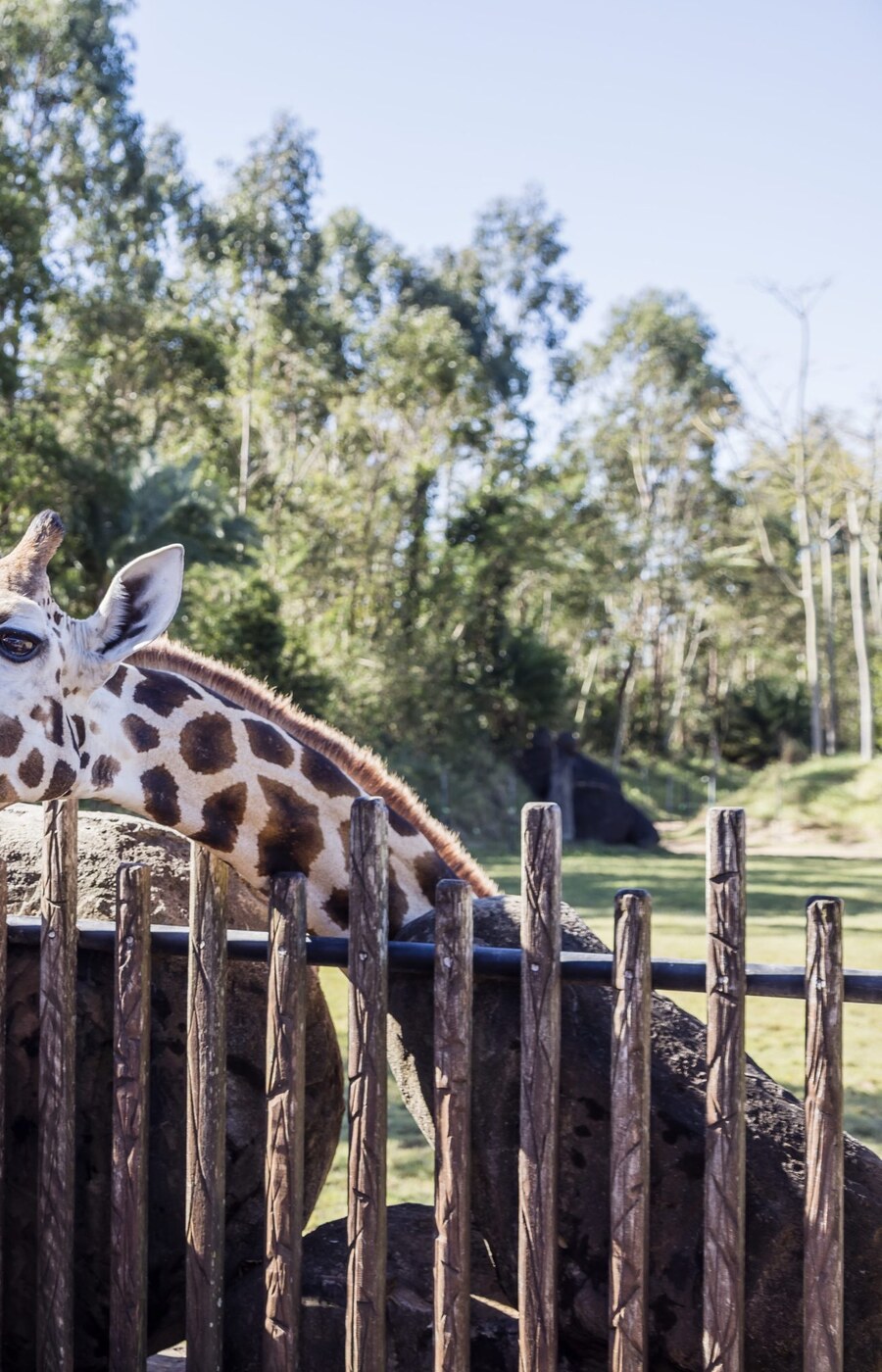 Guests feeding a giraffe at Australia Zoo.