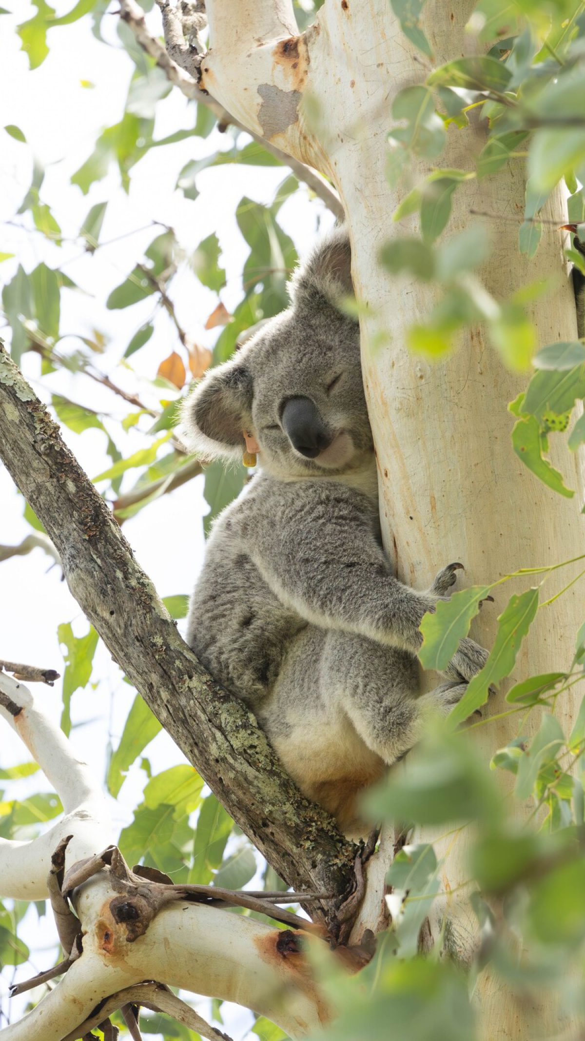 Koala in the eucalypts at Spicers Hidden Vale