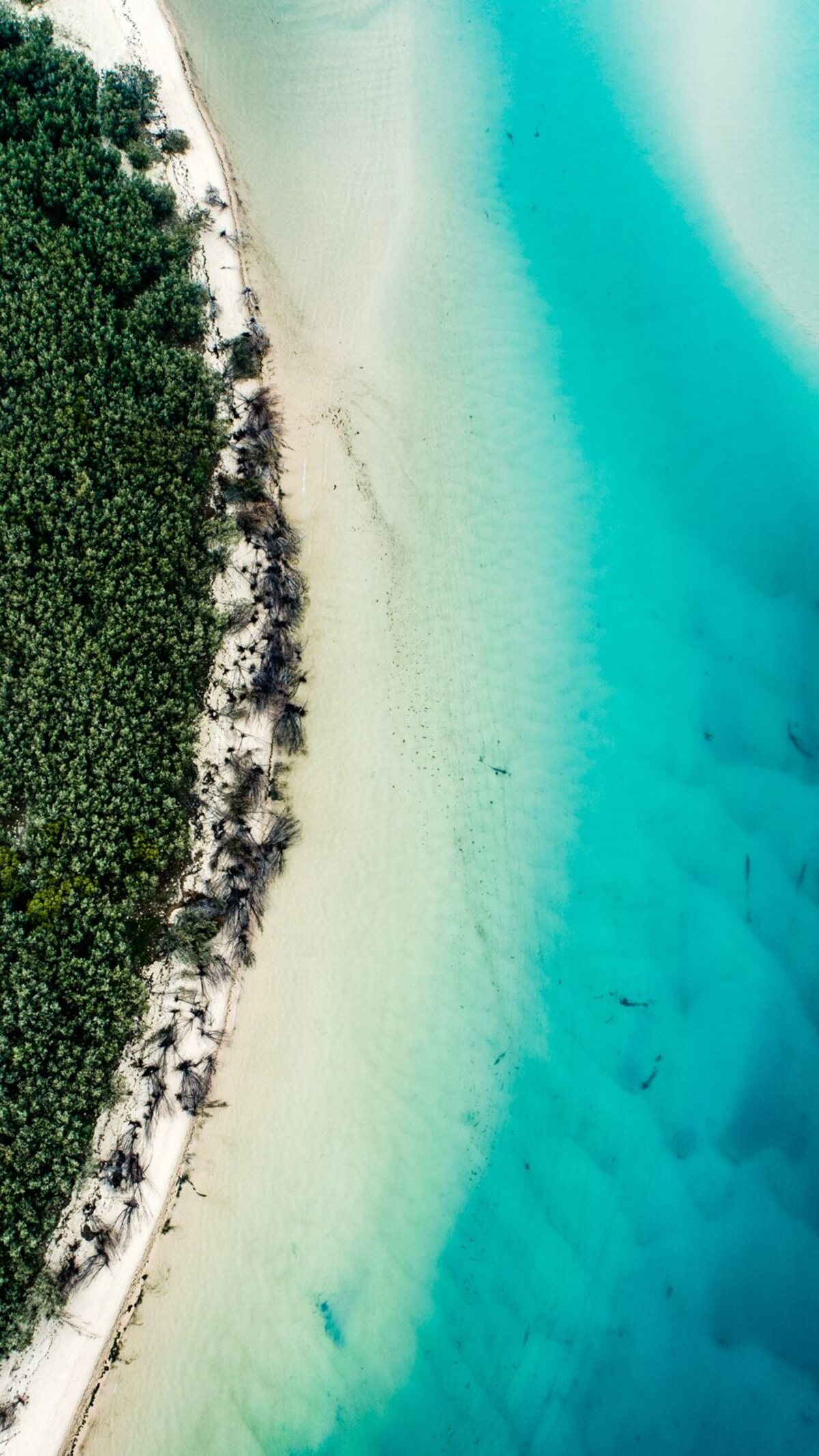 Aerial view of turquoise water beside a forested island shoreline.